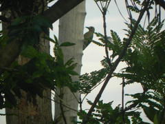 Melanerpes rubricapillus