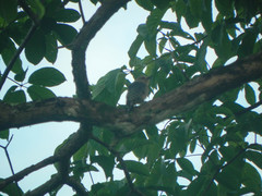 Melanerpes rubricapillus