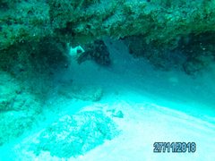 Epinephelus malabaricus