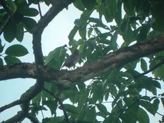 Melanerpes rubricapillus