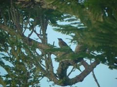 Myiodynastes maculatus