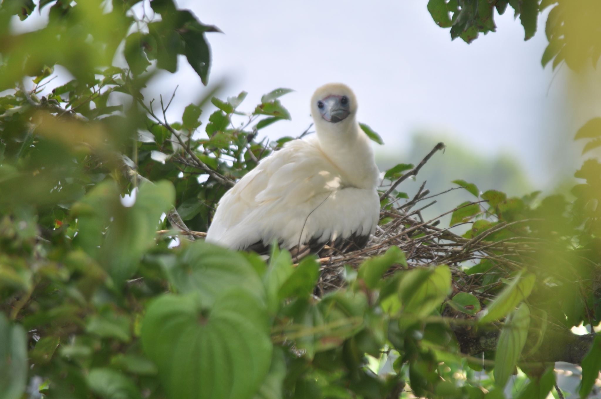 Red-footed Booby