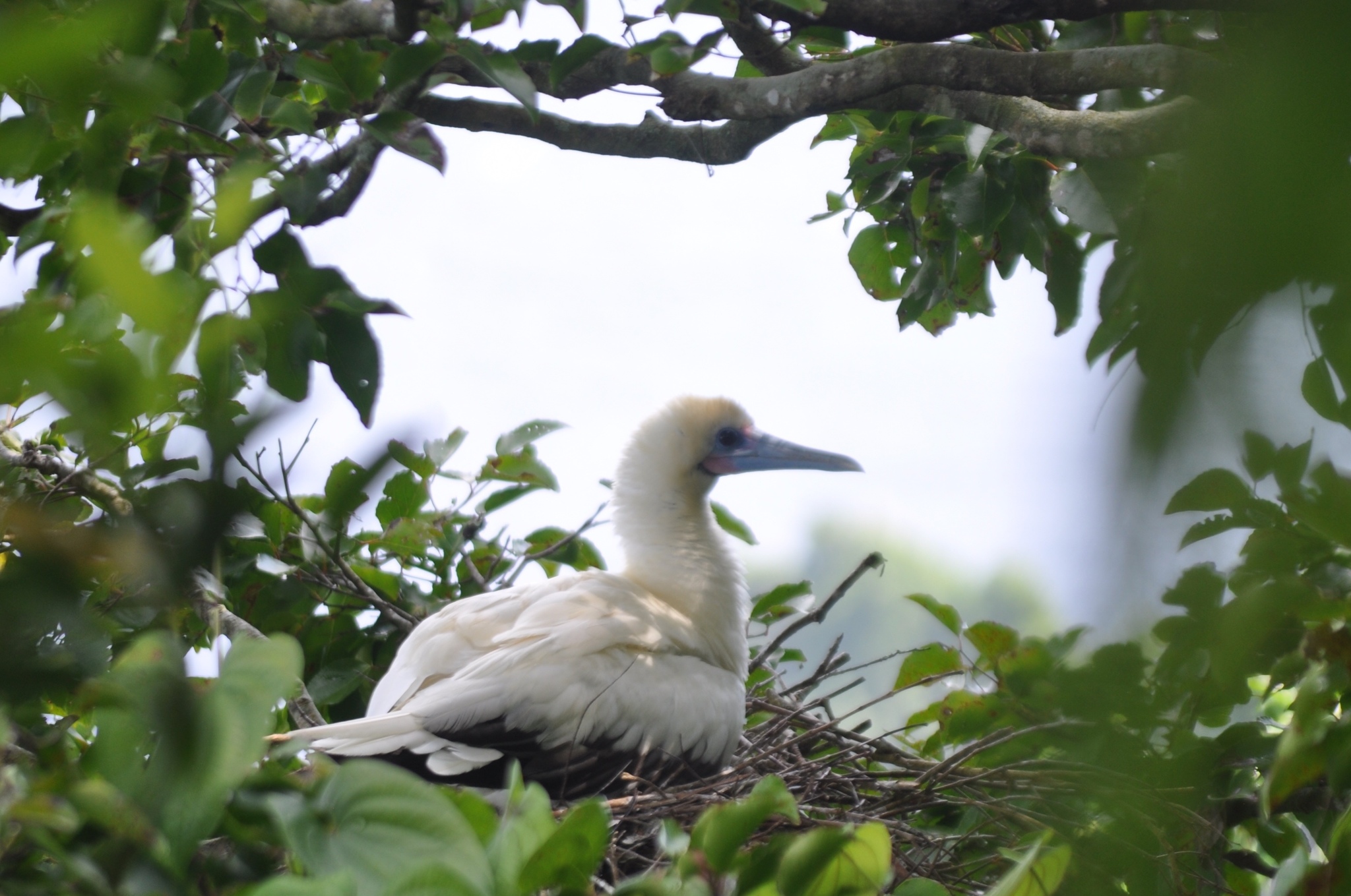Red-footed Booby