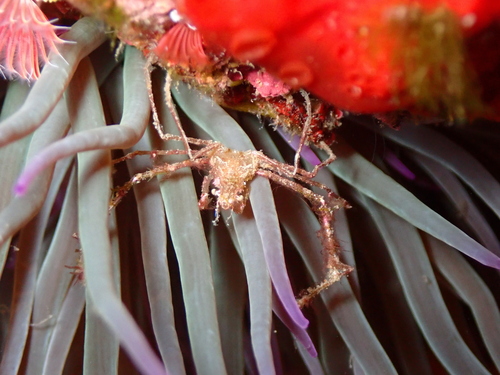 Leach's spider crab, photo 5 of 10