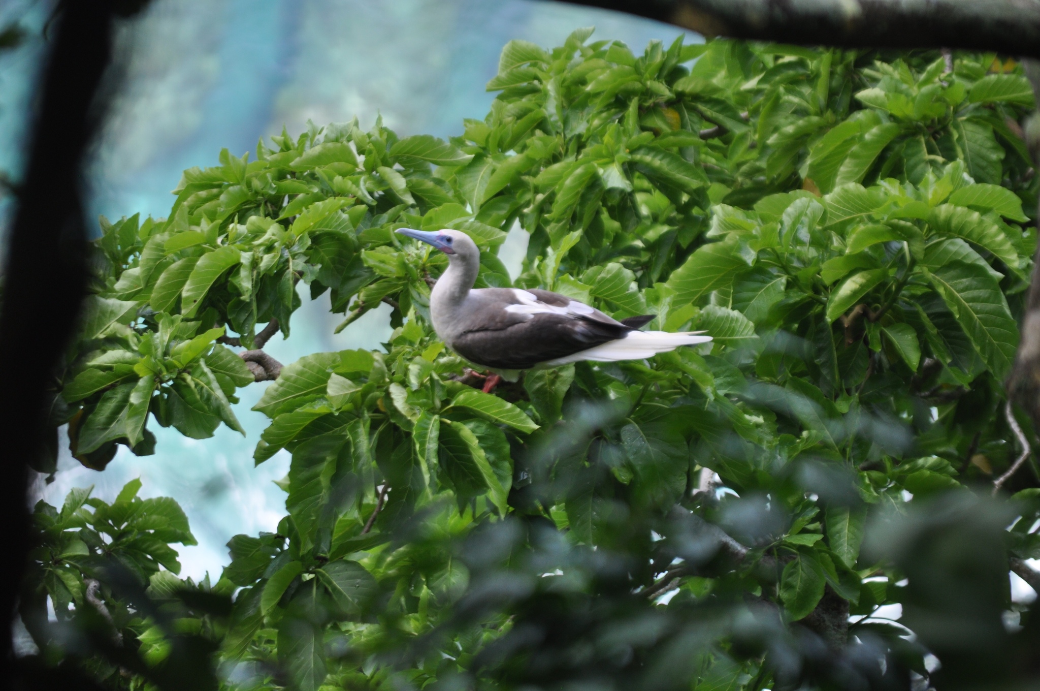Red-footed Booby