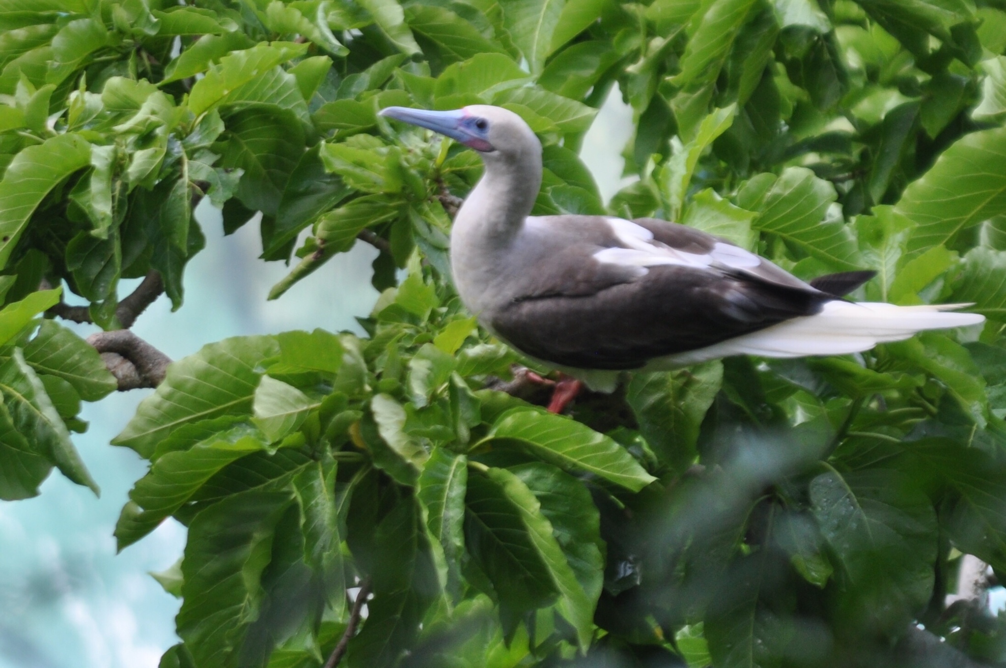 Red-footed Booby
