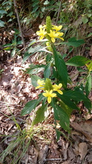 Barleria oenotheroides