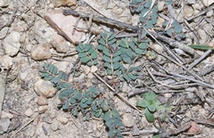 Euphorbia dallachyana
