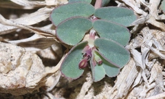 Euphorbia dallachyana