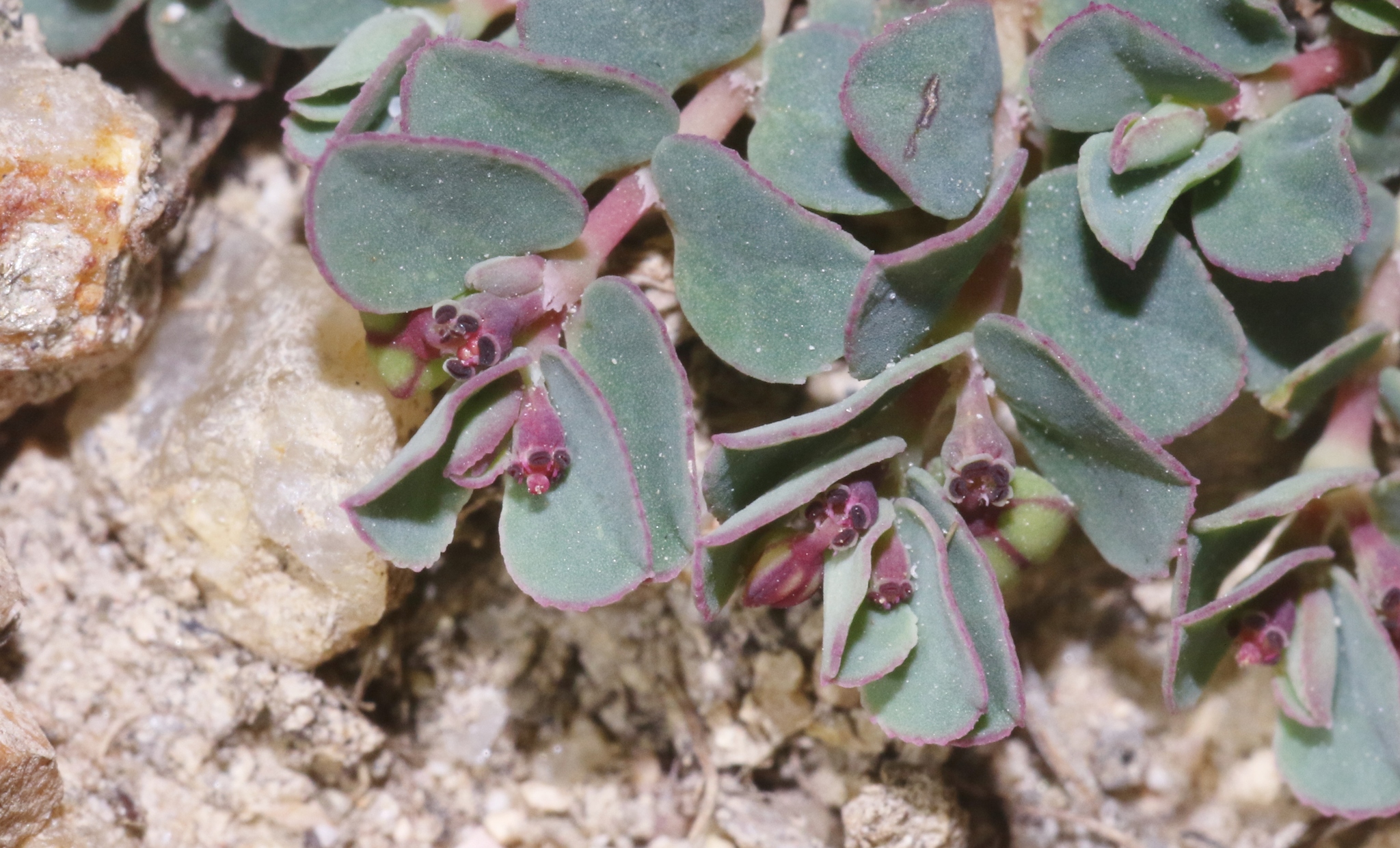 Euphorbia dallachyana