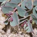 Euphorbia dallachyana - Photo (c) James Bailey,  זכויות יוצרים חלקיות (CC BY-NC), הועלה על ידי James Bailey