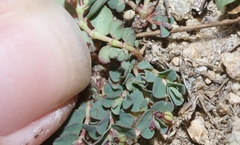 Euphorbia dallachyana
