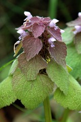 Lamium purpureum purpureum