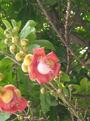 Couroupita guianensis