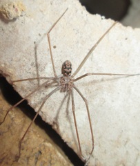 Loxosceles simillima