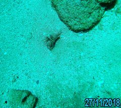 Amblyeleotris wheeleri