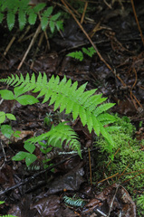 Amauropelta noveboracensis image