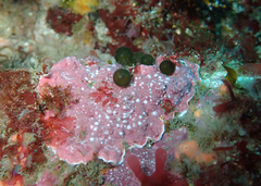 Derbesia marina