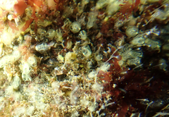 Pycnoclavella stanleyi