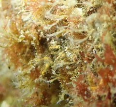 Pycnoclavella stanleyi