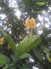 Brugmansia