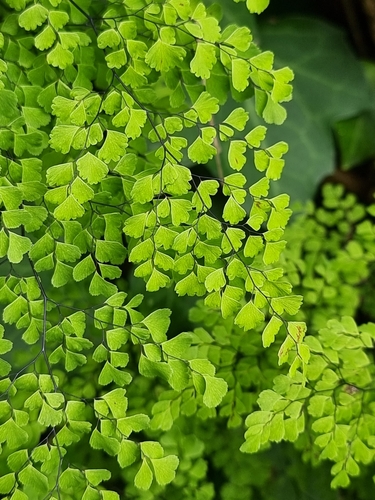 Adiantum raddianum