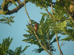 Pachyramphus rufus