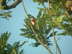 Pachyramphus rufus