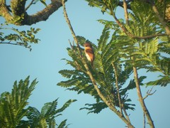 Pachyramphus rufus