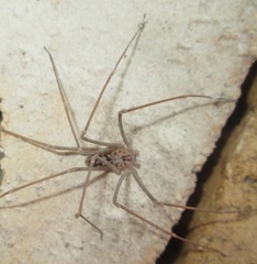 Loxosceles simillima