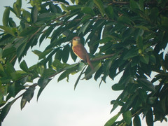 Pachyramphus rufus