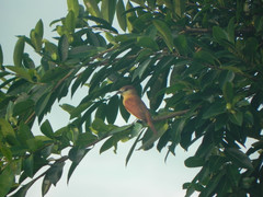 Pachyramphus rufus