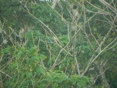 Myiodynastes maculatus