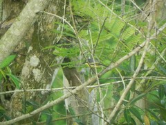 Todirostrum cinereum