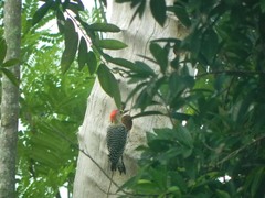 Melanerpes rubricapillus