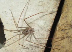 Loxosceles simillima