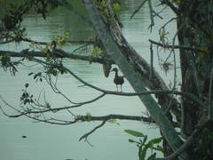 Dendrocygna autumnalis