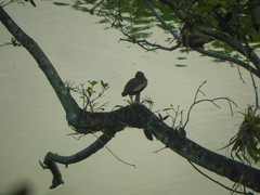 Dendrocygna autumnalis