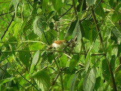 Certhiaxis cinnamomeus