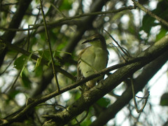 Machetornis rixosa