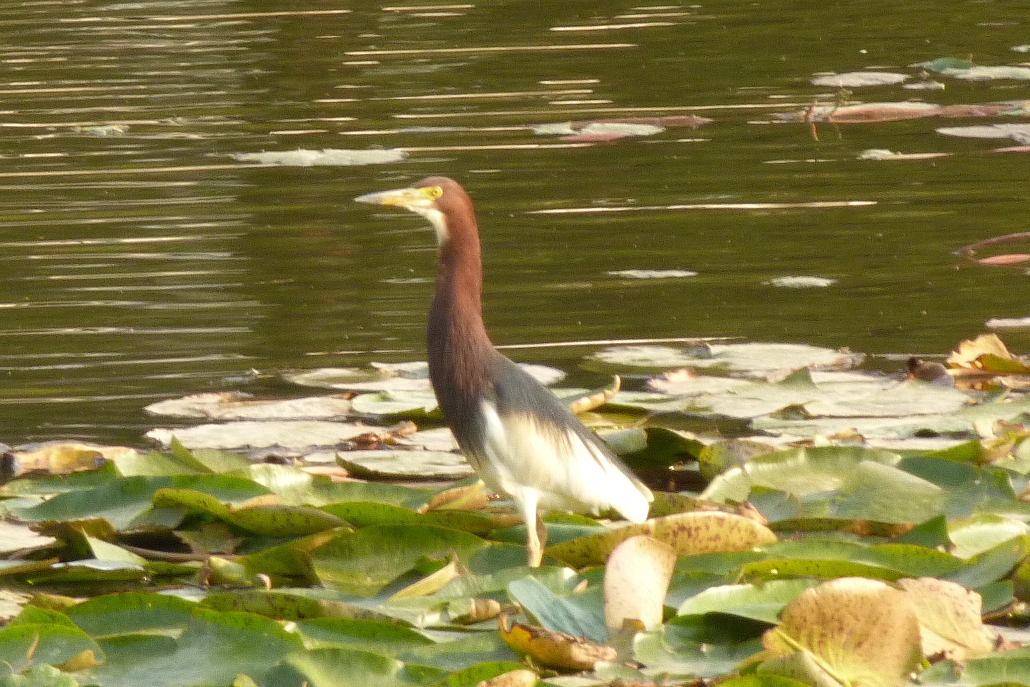 Chinese Pond Heron