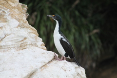 Leucocarbo carunculatus