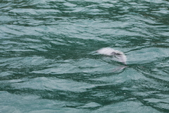Cephalorhynchus hectori