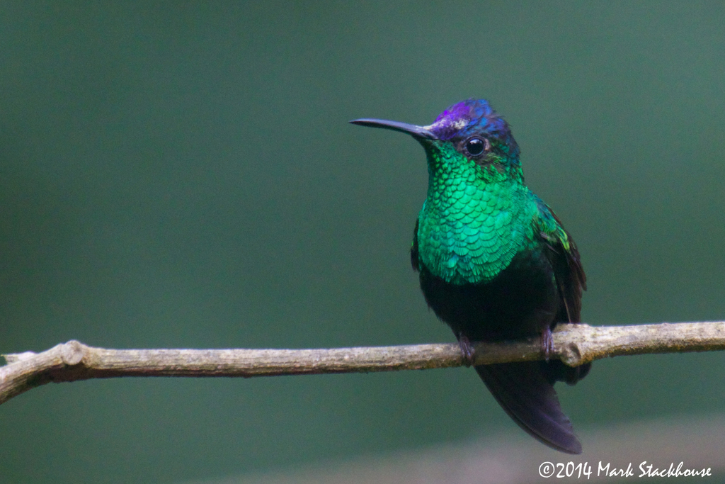 Mexican Woodnymph