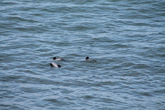 Cephalorhynchus hectori