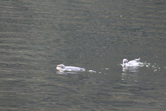 Eudyptes pachyrhynchus