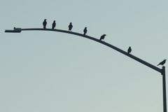 Corvus brachyrhynchos