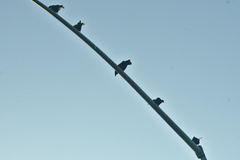 Corvus brachyrhynchos