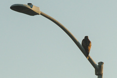 Buteo jamaicensis