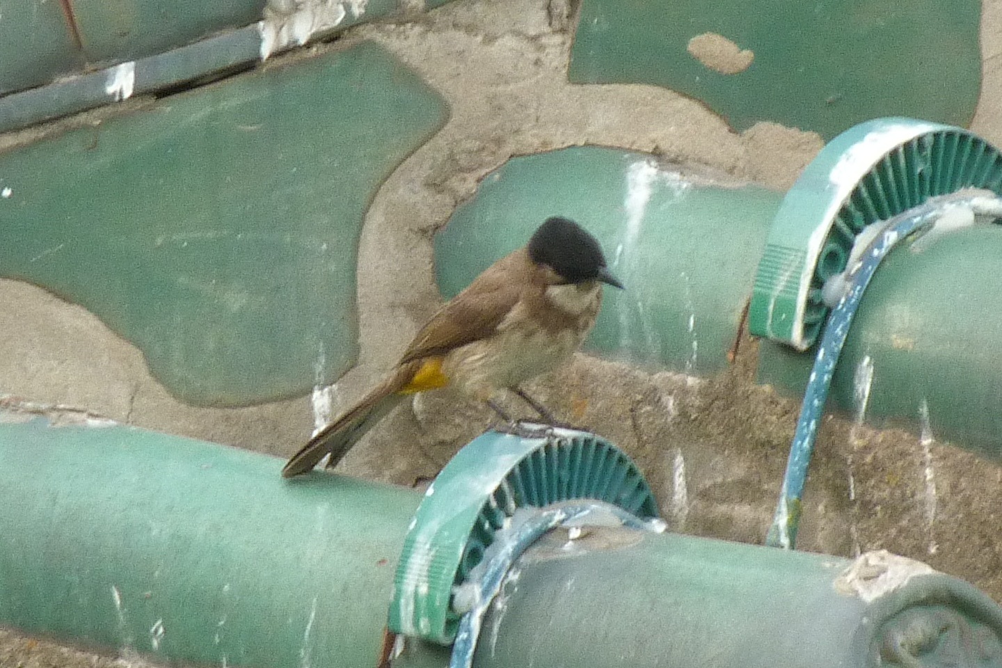 Brown-breasted Bulbul